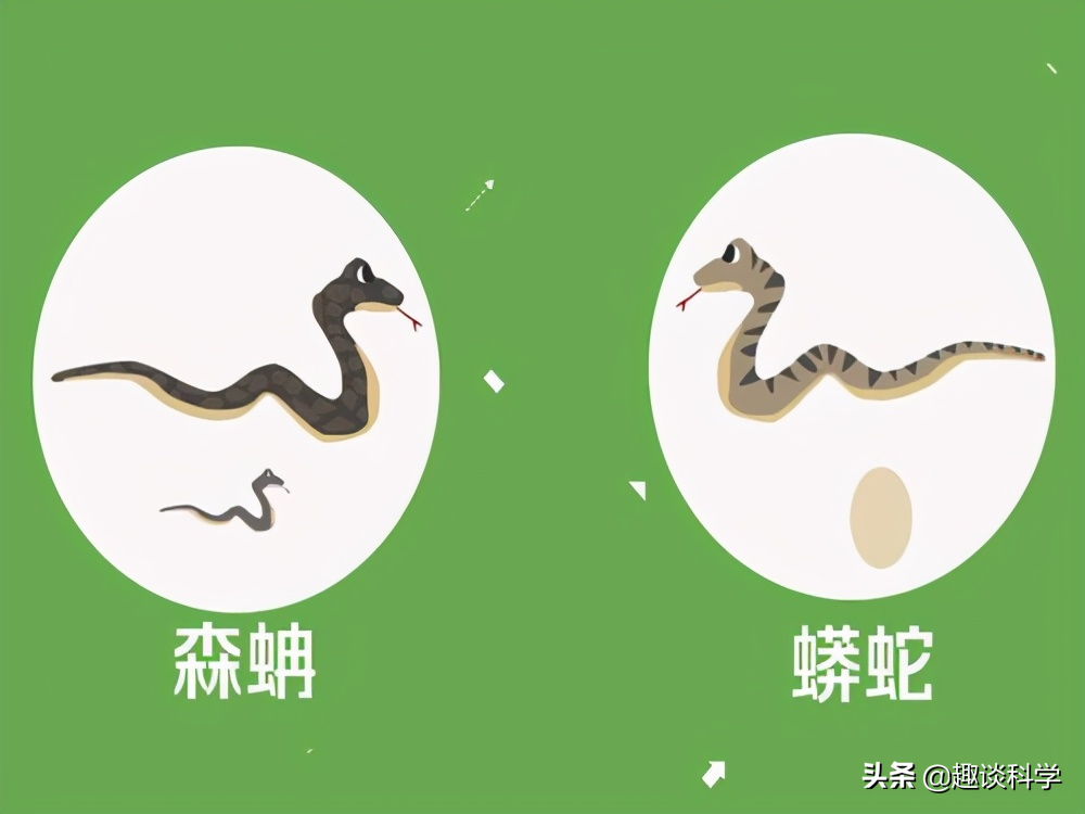 中国最大的蛇多大（世界上最大的蛇真潜伏在秦岭的深山老林中吗）-4