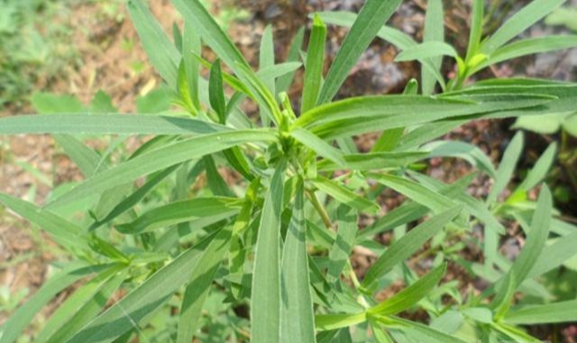 农村野菜有哪些（农村常见的6种野菜简介）-17