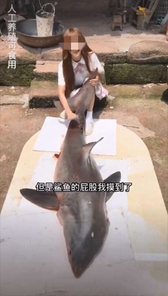 警方确认，女网红烹食濒危大白鲨为国家二级保护动物，究竟谁被忽悠了？
