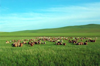 探寻呼伦贝尔大草原的美丽足迹🌿🏞️